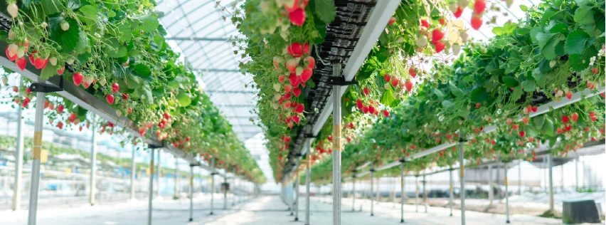 Hi-Grow у Мексиці: досвід вирощування полуниці в теплицях Cravo