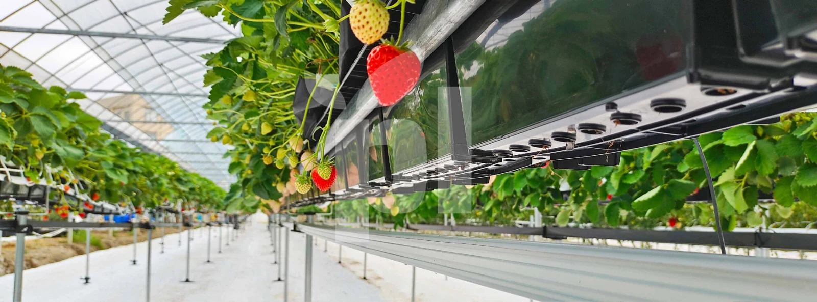 Нове рішення Hi-Grow для переходу від ґрунту до піднятих систем із субстратом