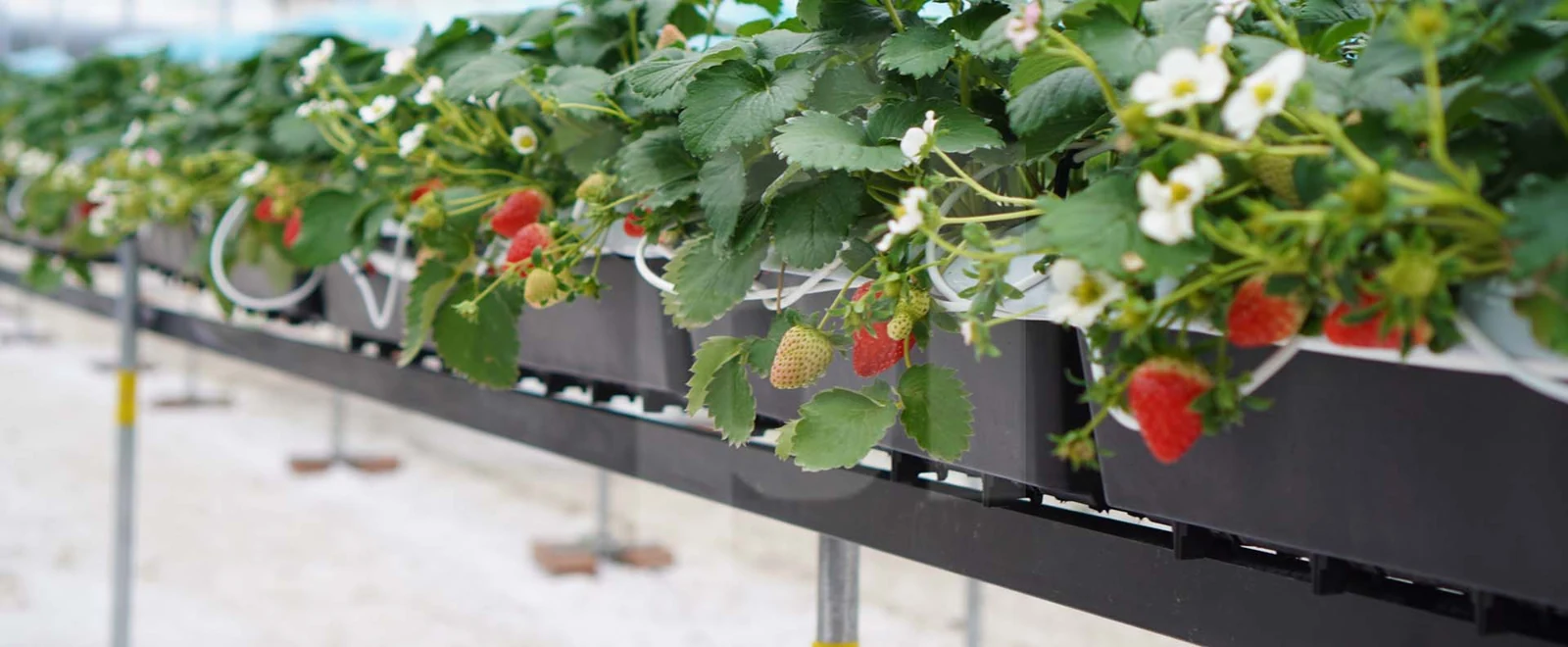 Як збільшити виробництво полуниці з піднятими системами PlantLogic