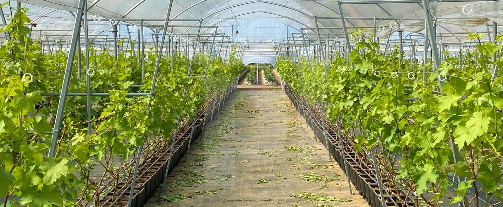 Nicofruit, Італія: новий підхід до вирощування винограду в горщиках PlantLogic