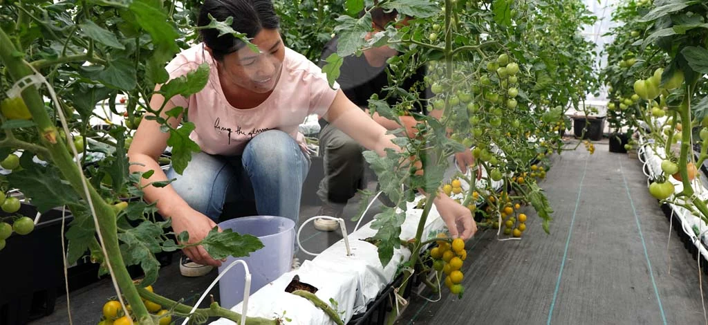 Kratos чи Rivus: головні переваги опор PlantLogic