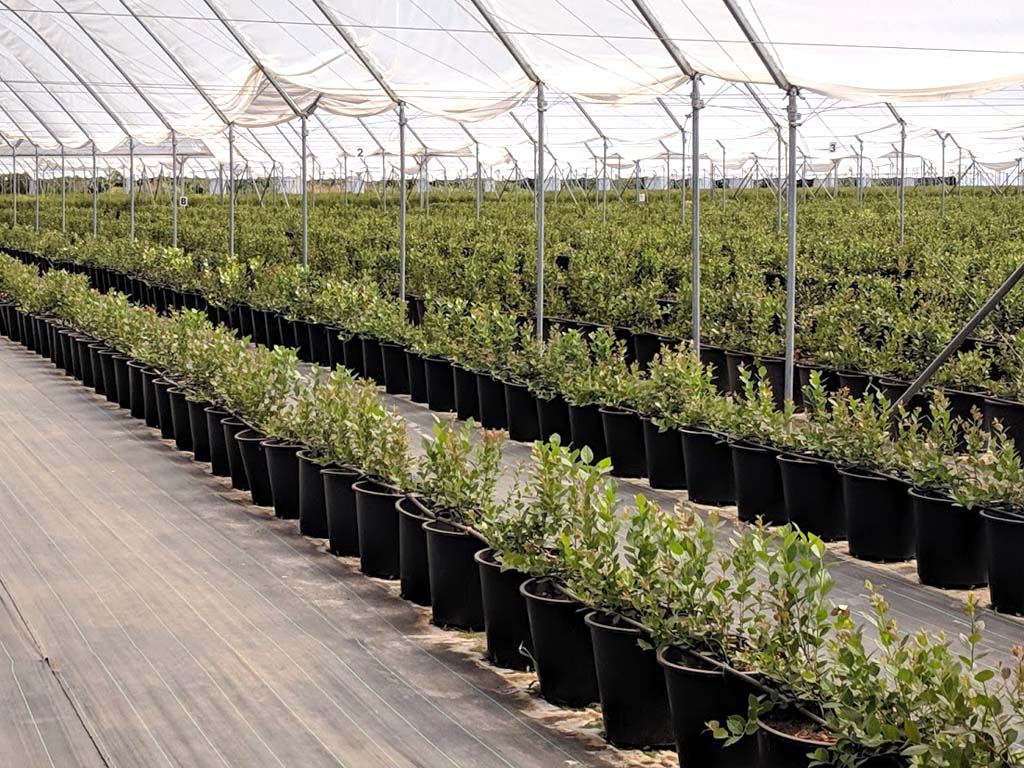 Виробнича система лохини PlantLogic — приклад 4