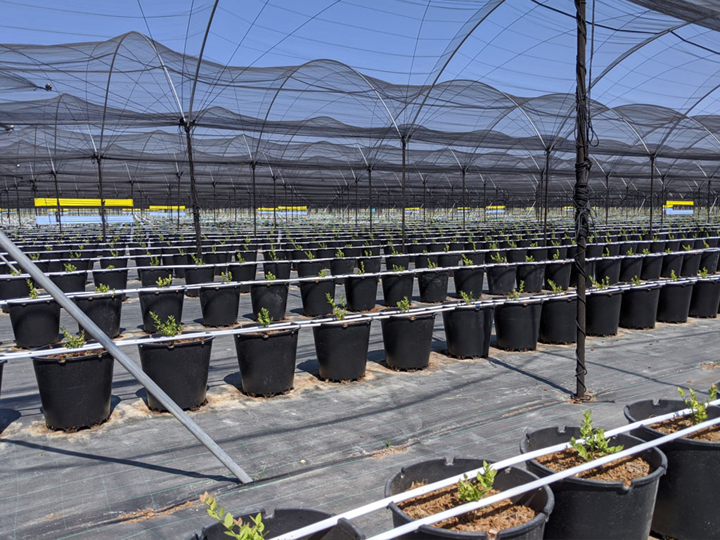 Виробнича система лохини PlantLogic — приклад 2