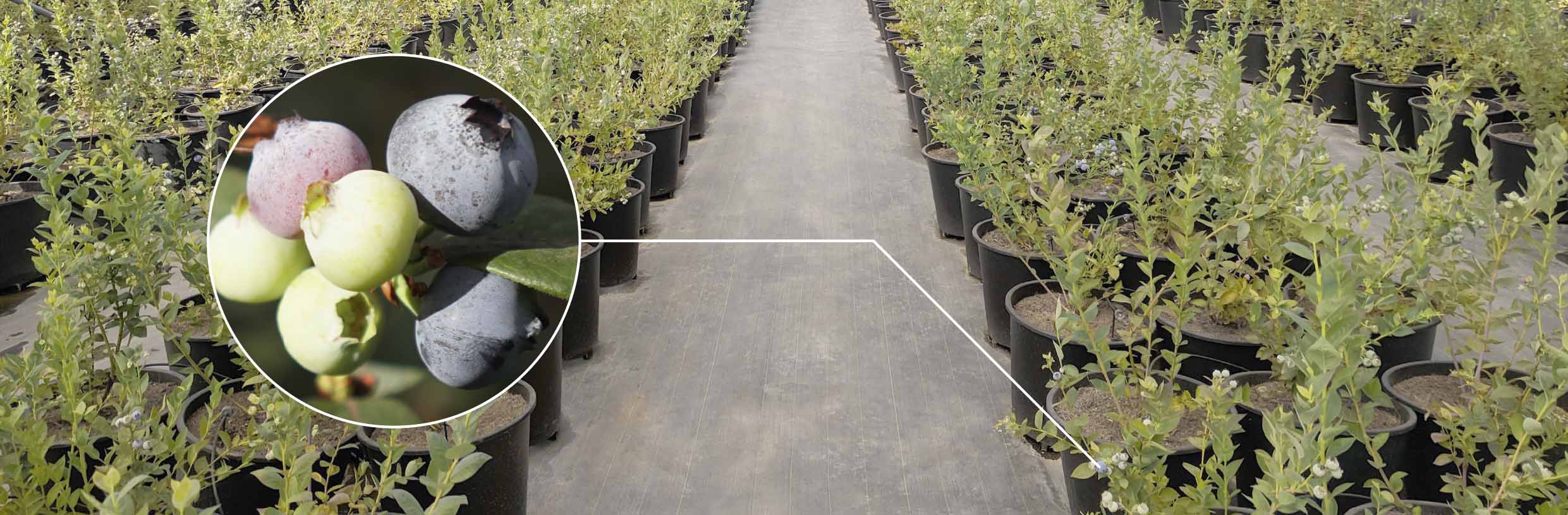Лохина у контейнерах PlantLogic — виробнича система