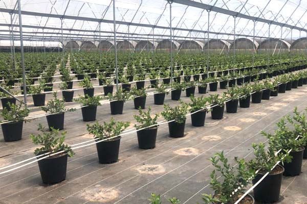 Виробнича система лохини PlantLogic — приклад 1
