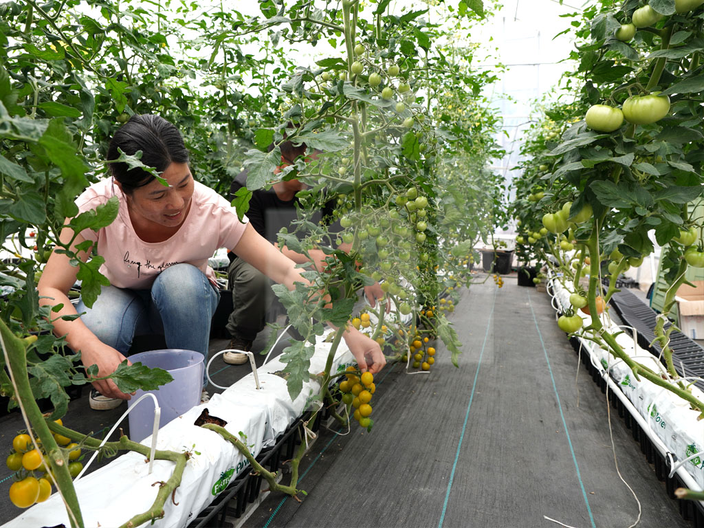 Виробничий проєкт PlantLogic · 3