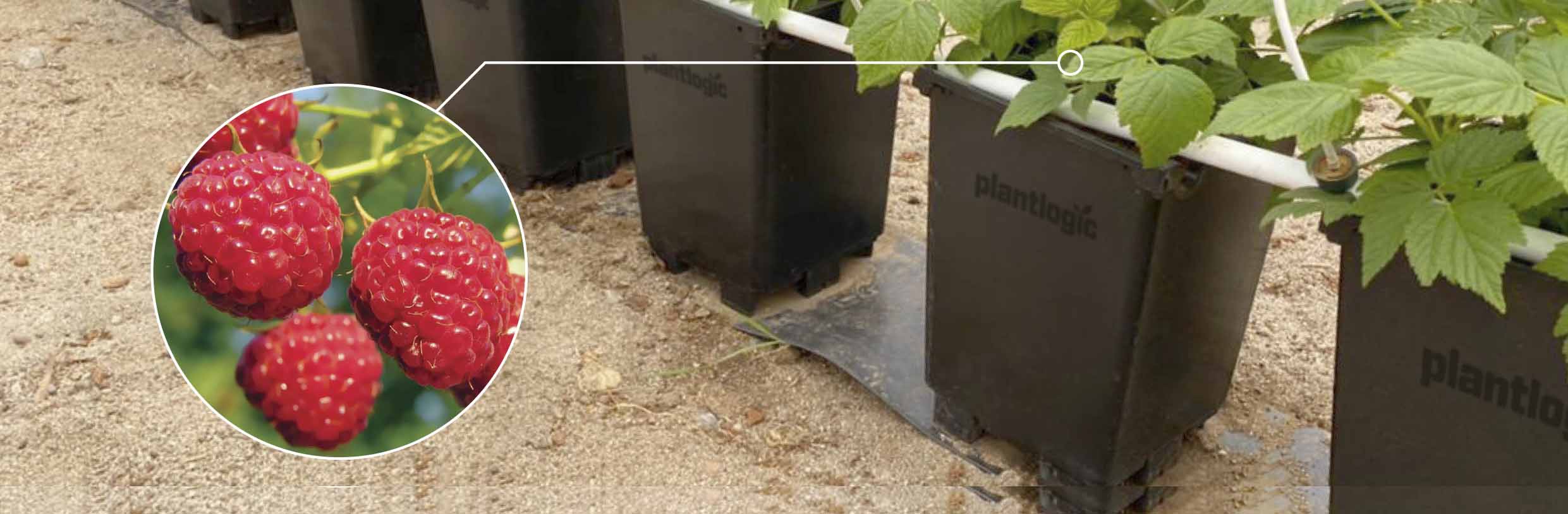 Малина та ожина · виробниче рішення PlantLogic