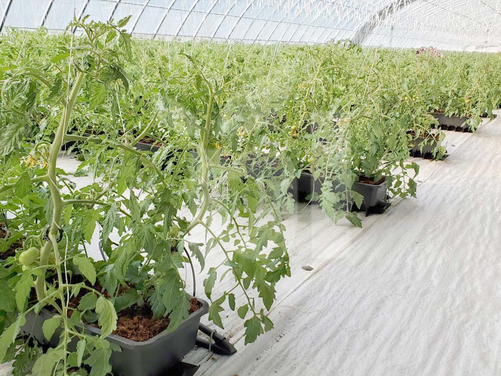 Виробничий проєкт PlantLogic · 1
