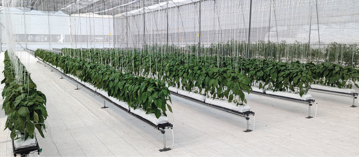 Система вирощування овочів · виробниче рішення PlantLogic
