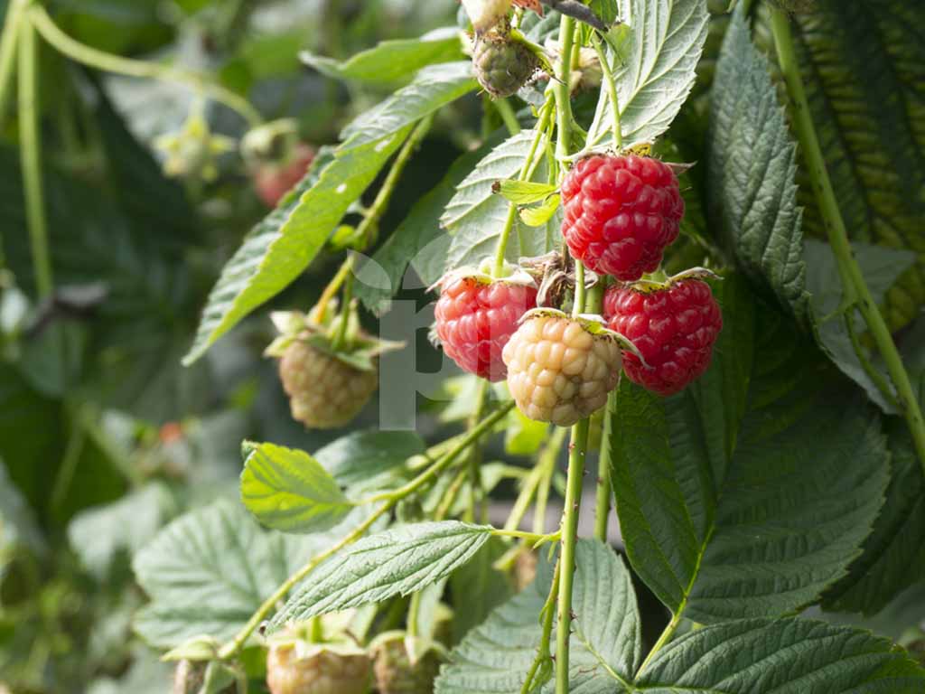 Виробничий проєкт PlantLogic · 2
