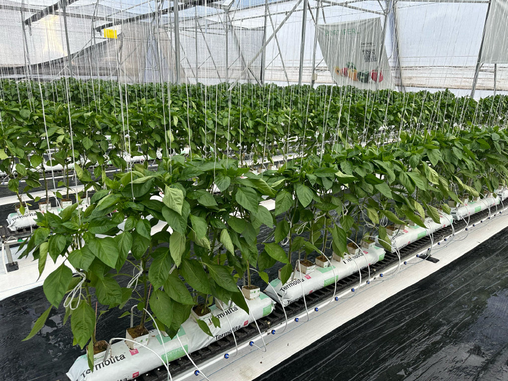 Виробничий проєкт PlantLogic · 5