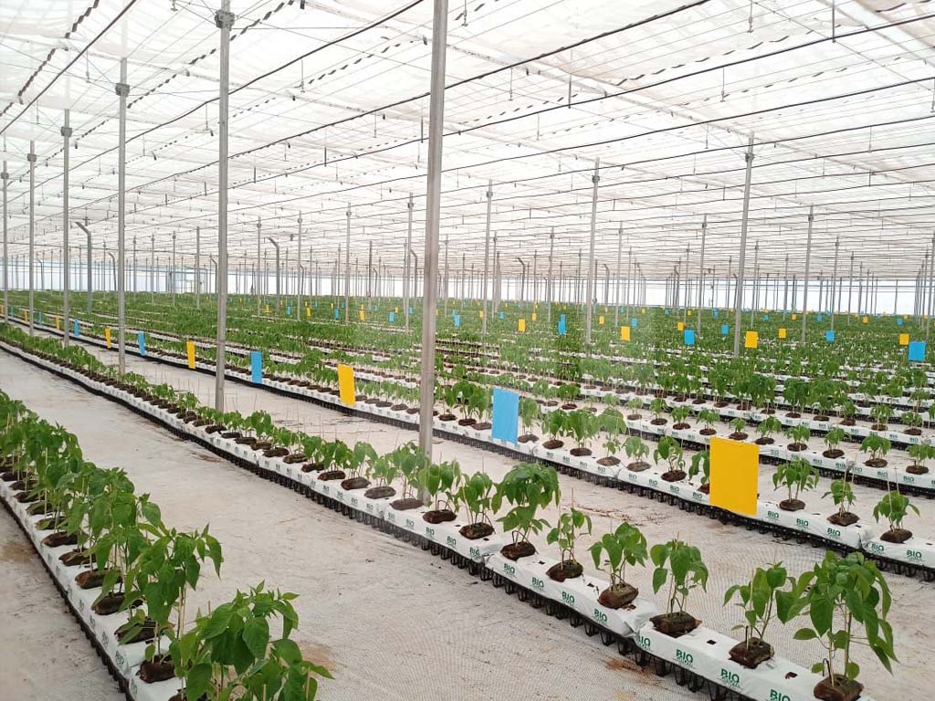 Виробничий проєкт PlantLogic · 2