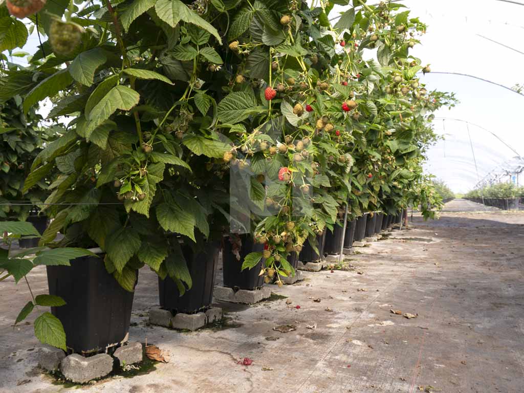 Виробничий проєкт PlantLogic · 3