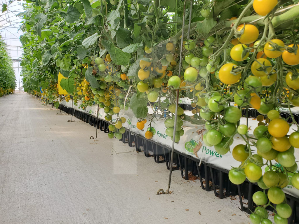 Виробничий проєкт PlantLogic · 4