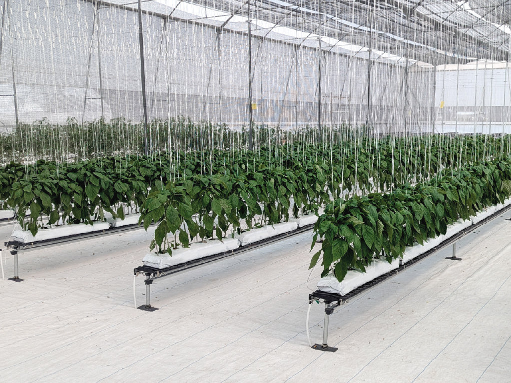 Виробничий проєкт PlantLogic · 9