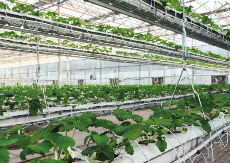 Виробничий проєкт Hi-Grow — приклад 7
