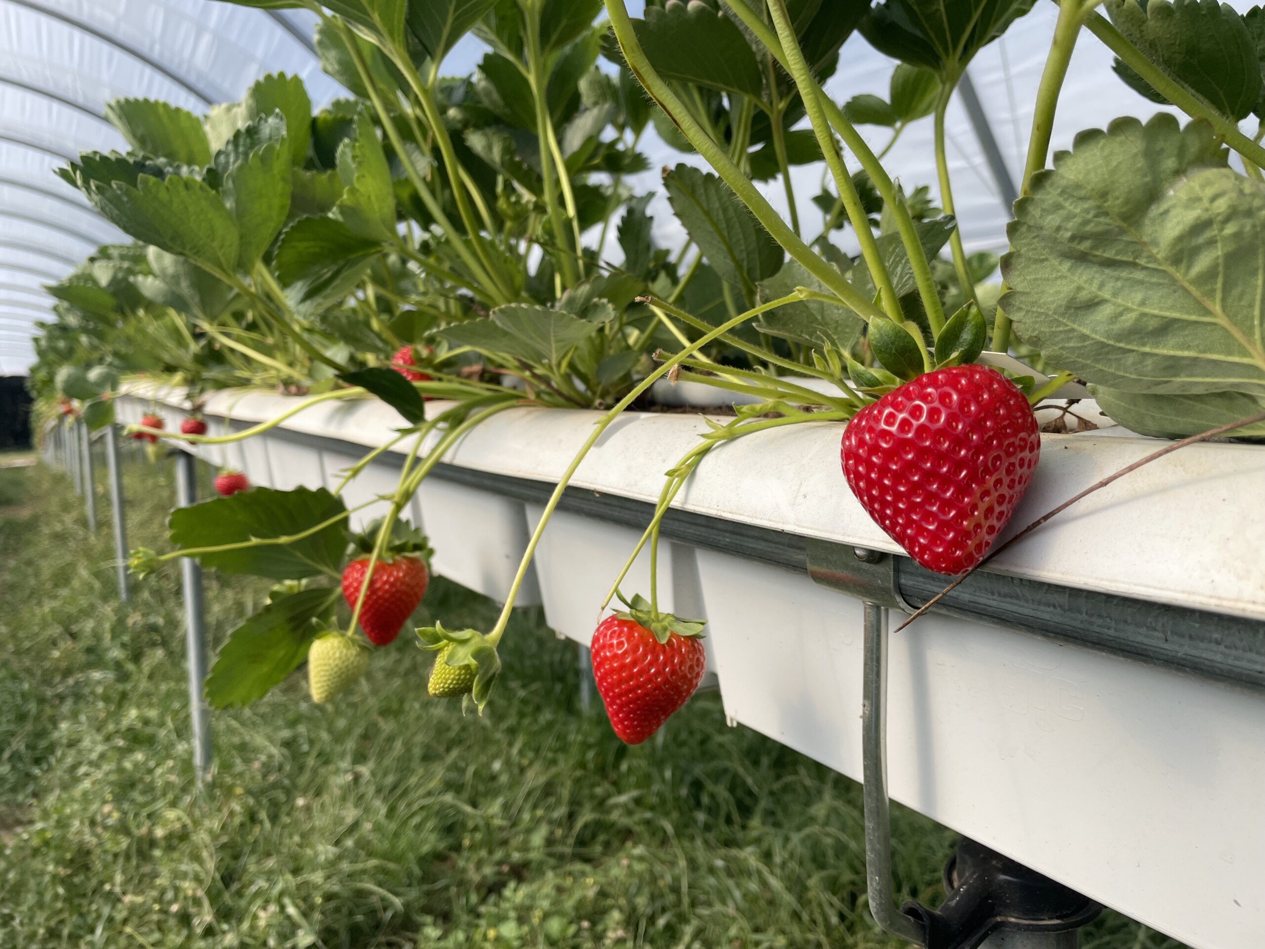 Виробничий проєкт Hi-Grow — приклад 14