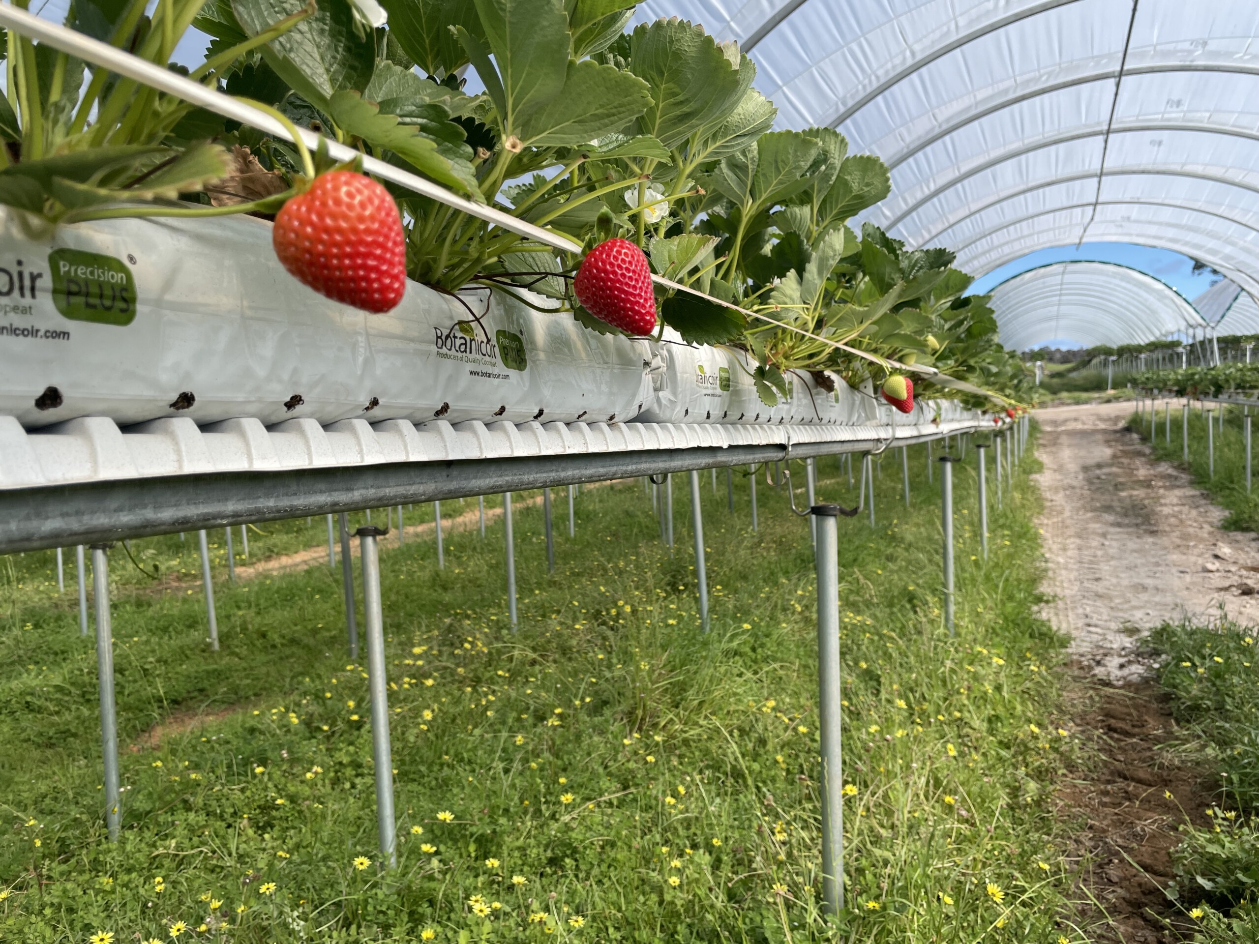 Виробничий проєкт Hi-Grow — приклад 13