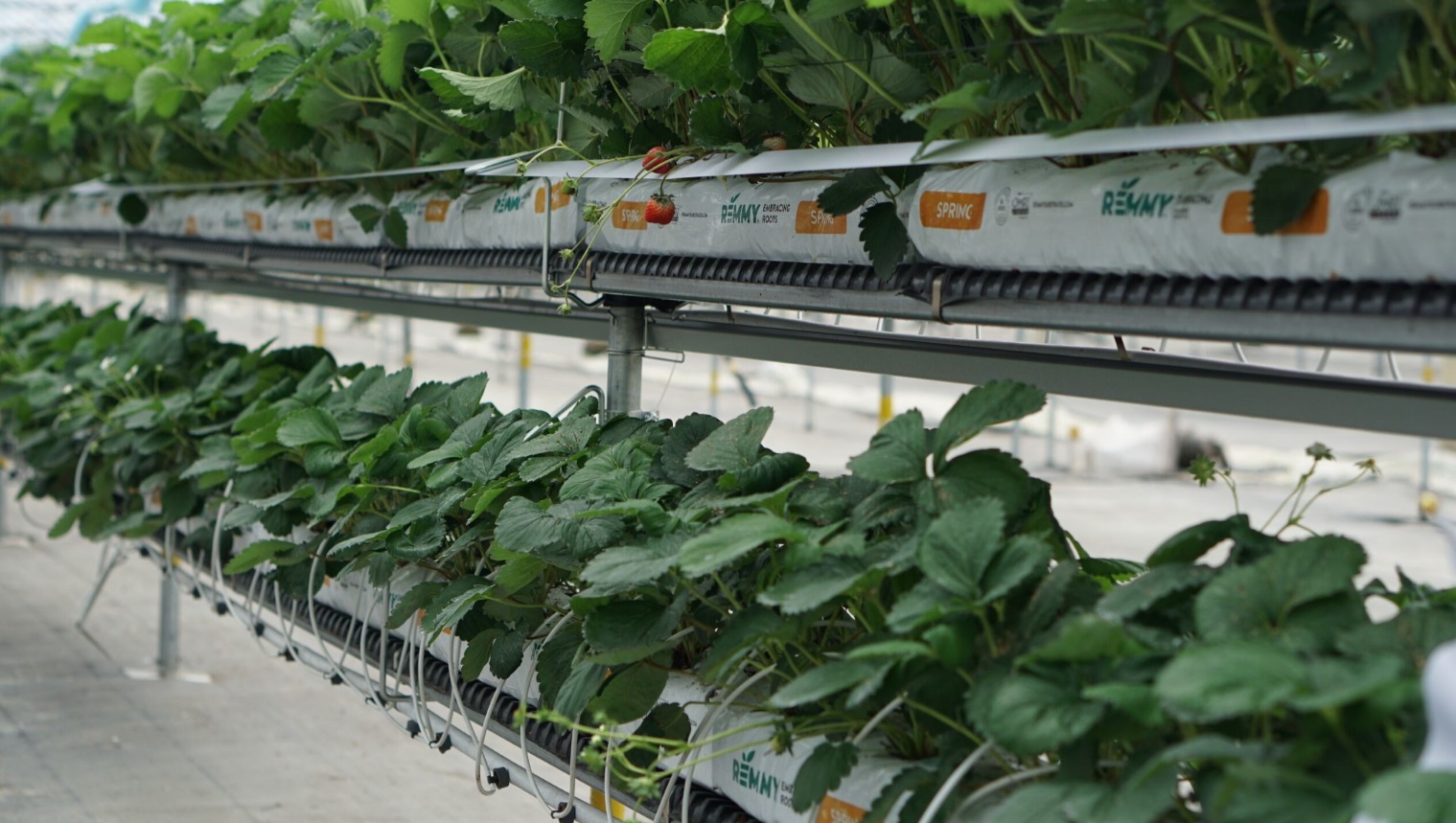Виробничий проєкт Hi-Grow — приклад 6