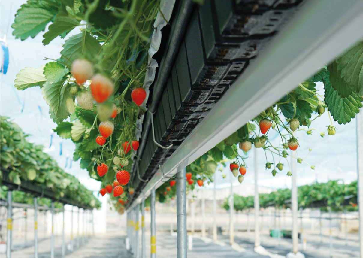 Збір дренажу в системі Hi-Grow
