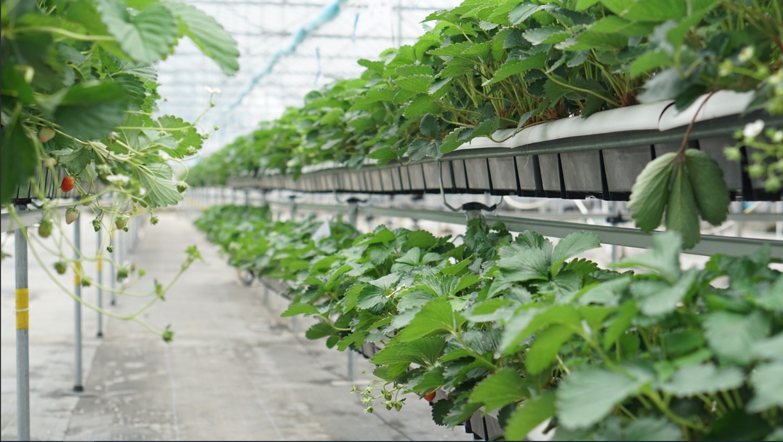Виробничий проєкт Hi-Grow — приклад 4